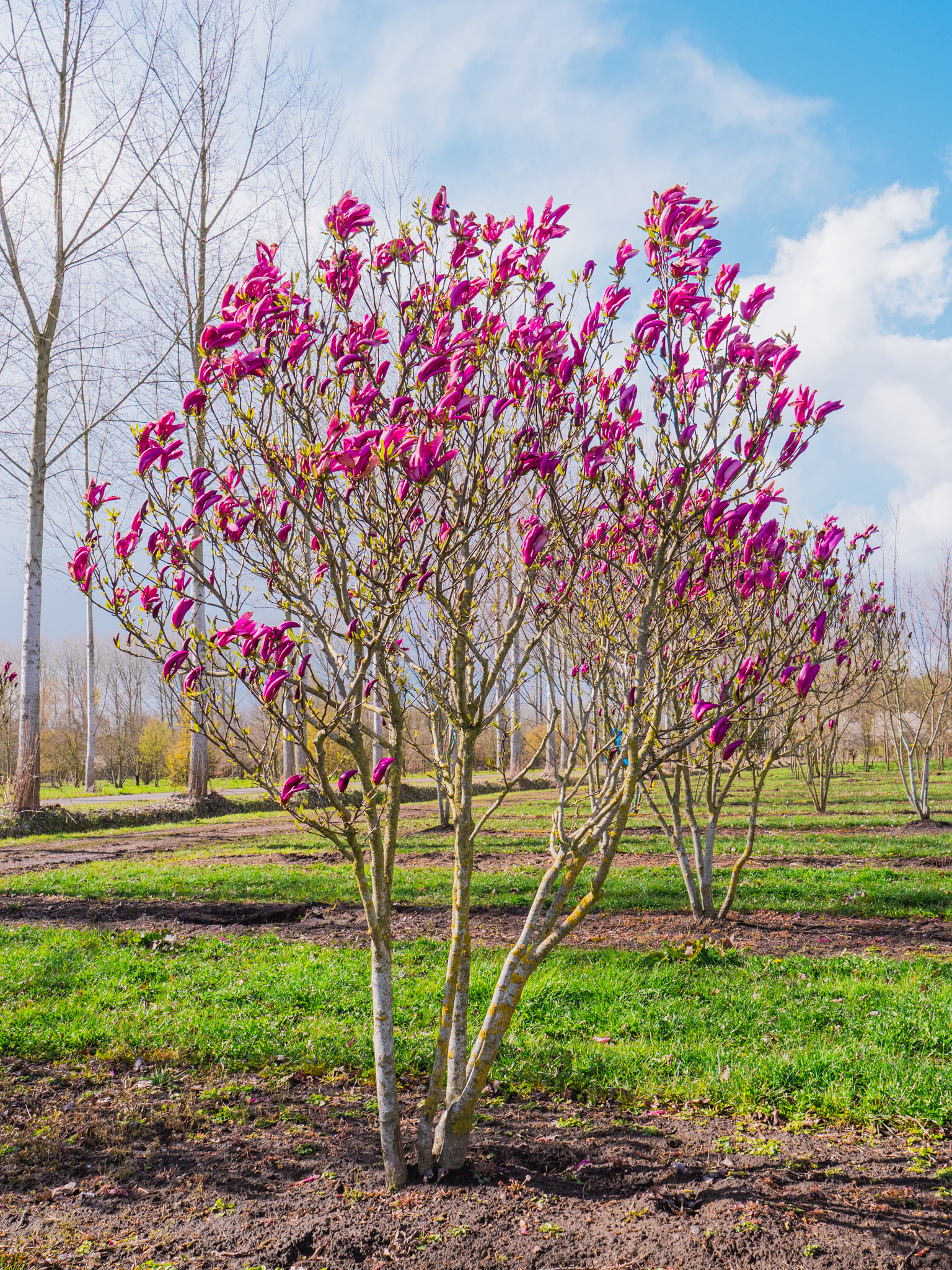 Magnolia 'Susan' | Magnolia 'Susan' - Pepinierele Van den Berk